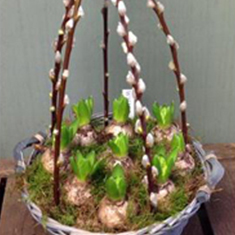 Hyacinth Planter